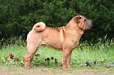 SHAR-PEI 981